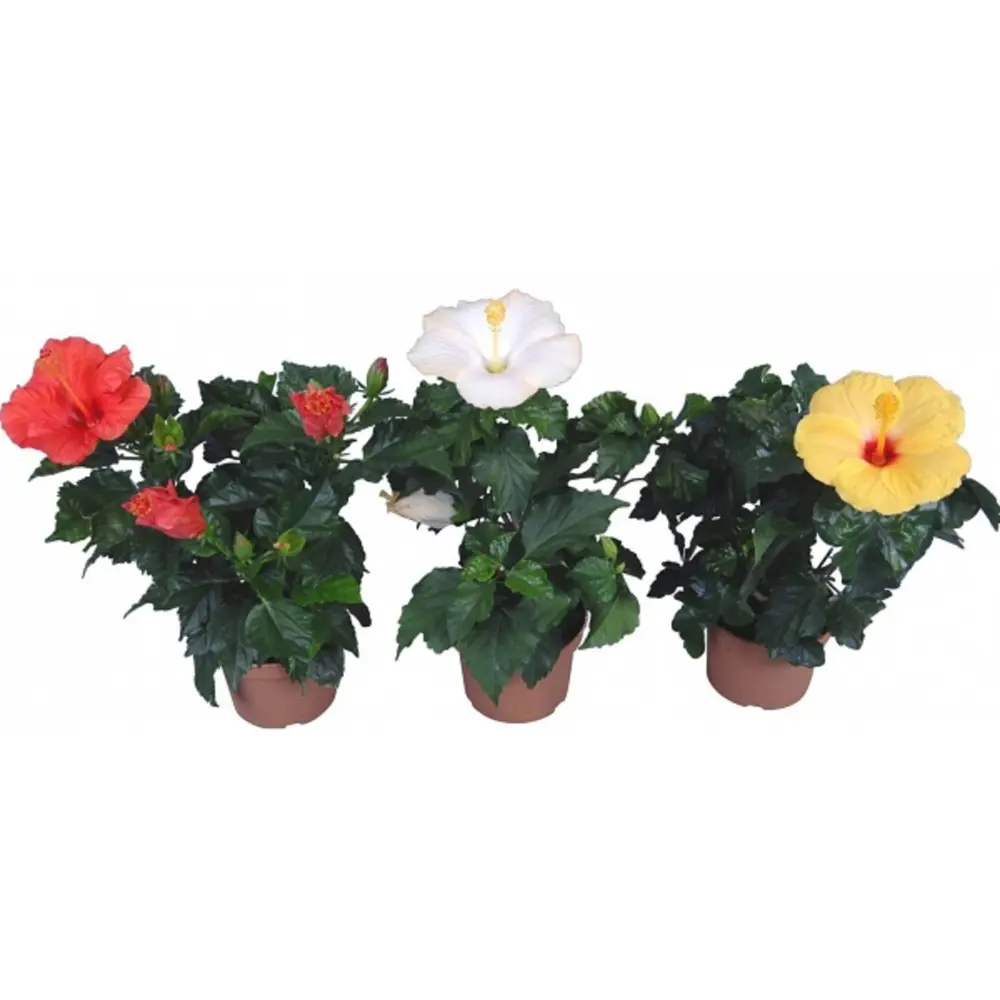 Гибискус Сирийский Santreyd - пышный цветущий куст с ароматными бутонами 89392180 STLM-1477654