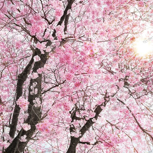 XXL4-046-Bloom Фотообои Komar Into Illusions Edition 2 3.68х2.48 м XXL4046BLOOM