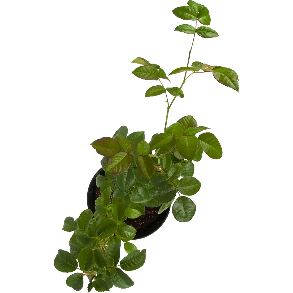 Santreyd Роза комнатная - элегантное украшение интерьера 82560397 STLM-0029935 - Вид №1