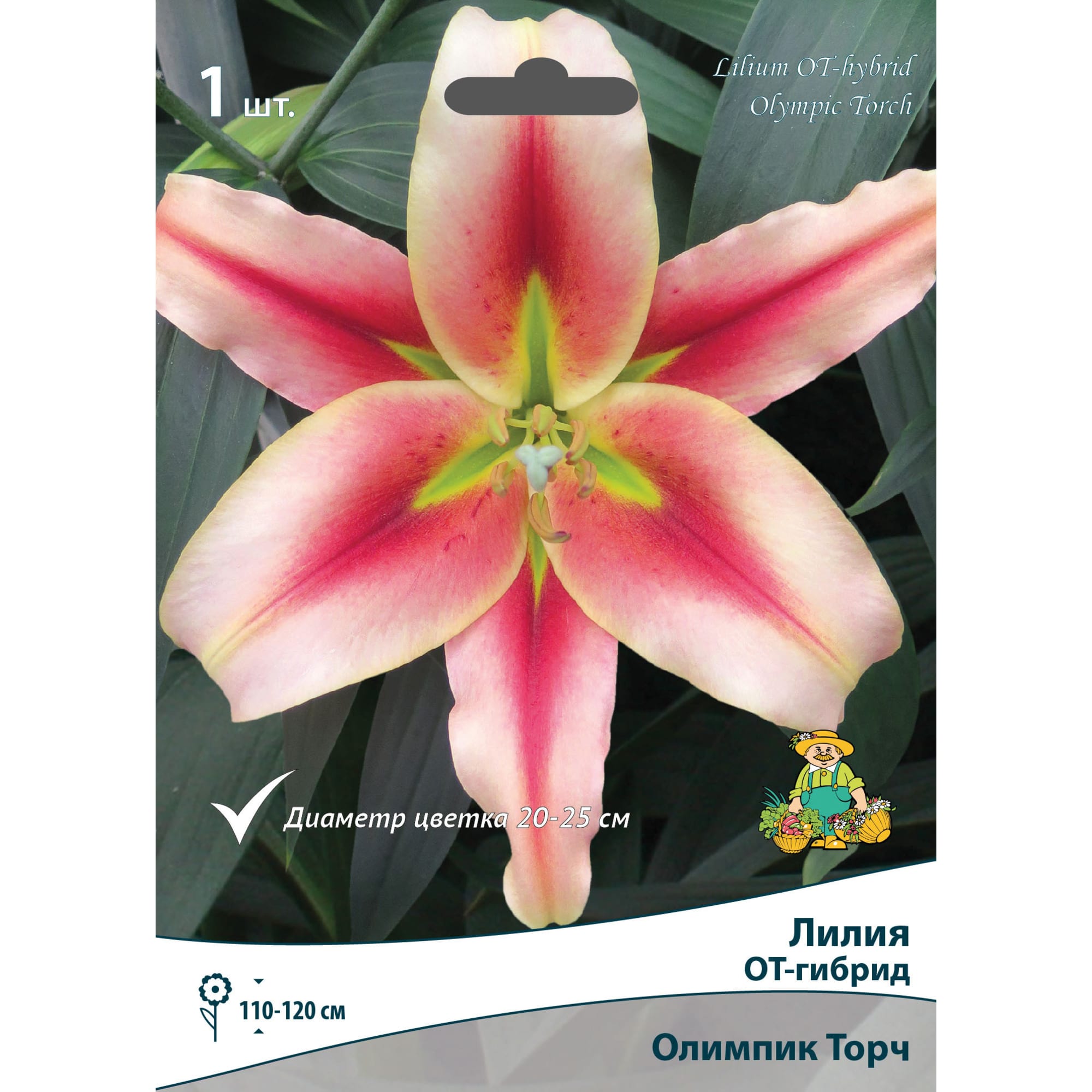 83597453 Лилия ОТ-гибрид Олимпик Торч луковица 12/14 Santreyd 