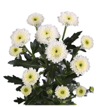 Хризантема са пиксель сноу 55 см Santreyd 25027 - Вид №1