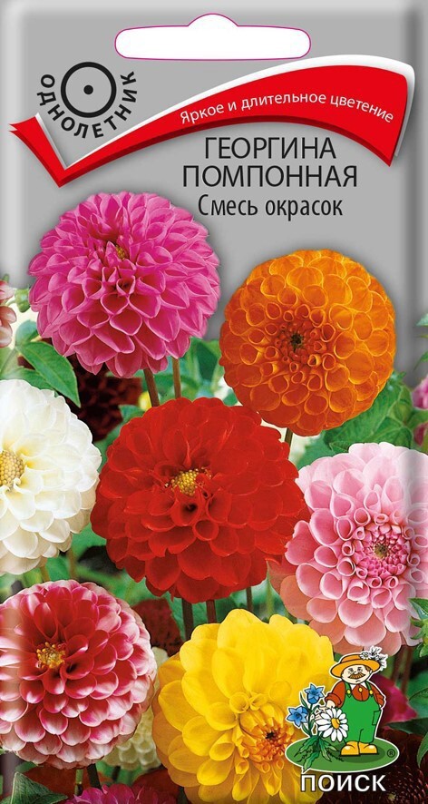 Семена георгины помпонной Santreyd - разноцветная смесь для клумб и вазонов 86217932 STLM-0066912