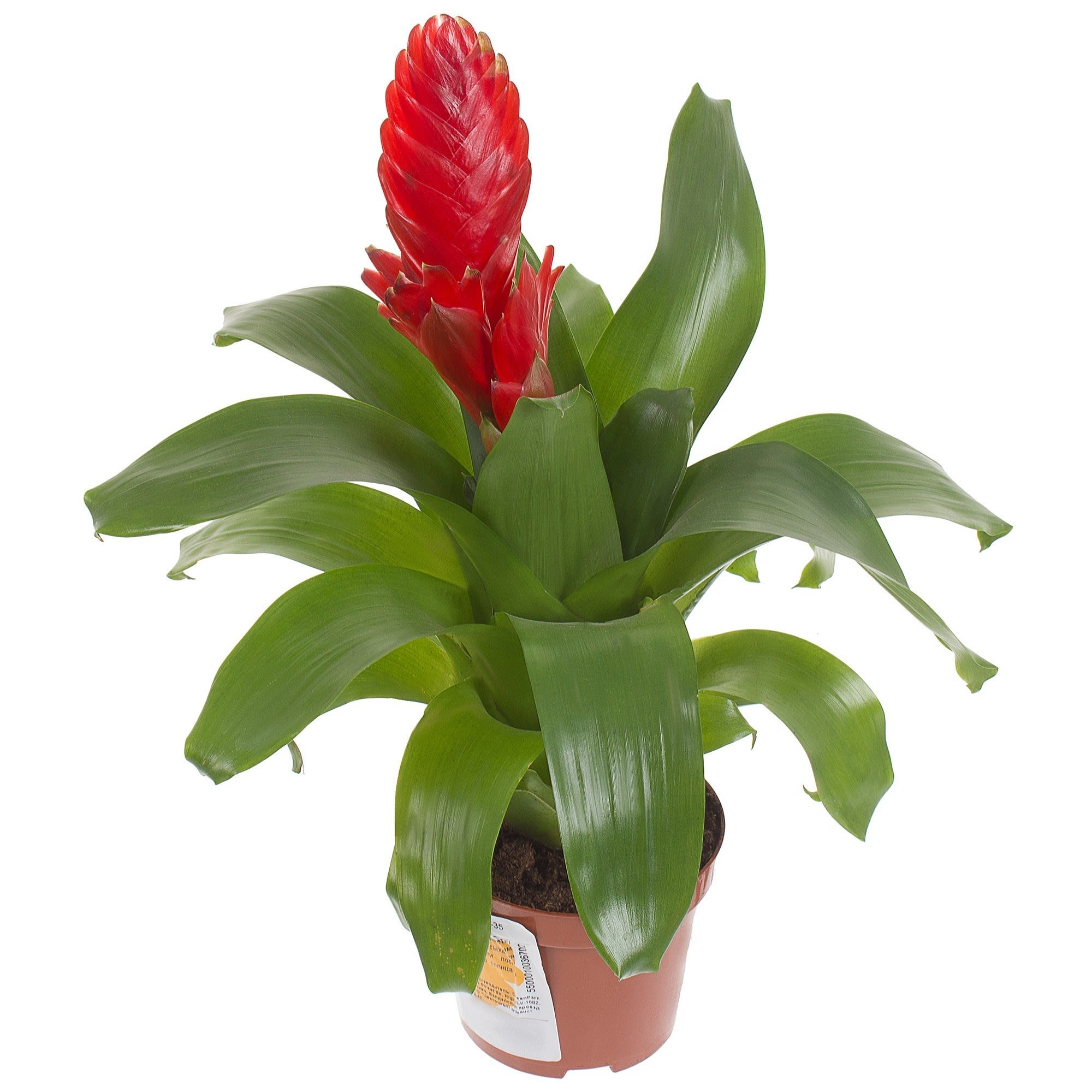 18785871 Вриезия «Каллисто» D9 H35 Santreyd 