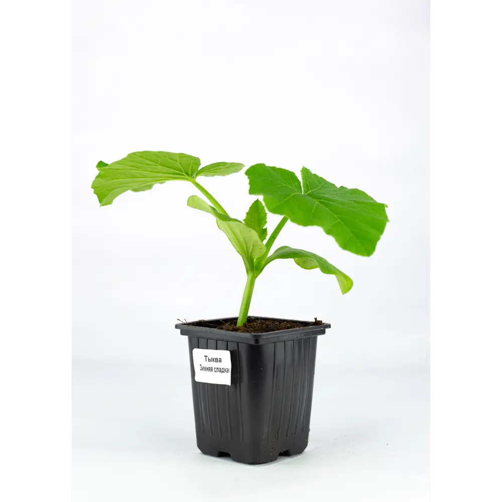 Тыква h15 см Santreyd STLM-2200921