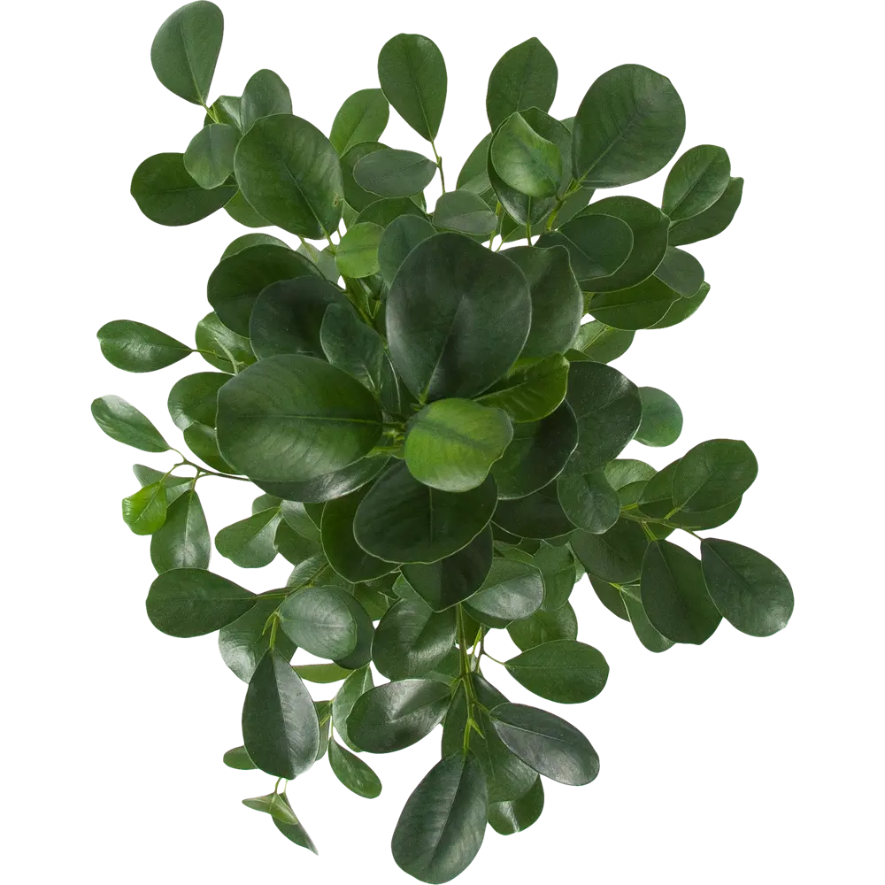 Фикус Бенджамина Мокламе от Santreyd — изящное украшение интерьера 82877340 STLM-0952329 - Вид №1