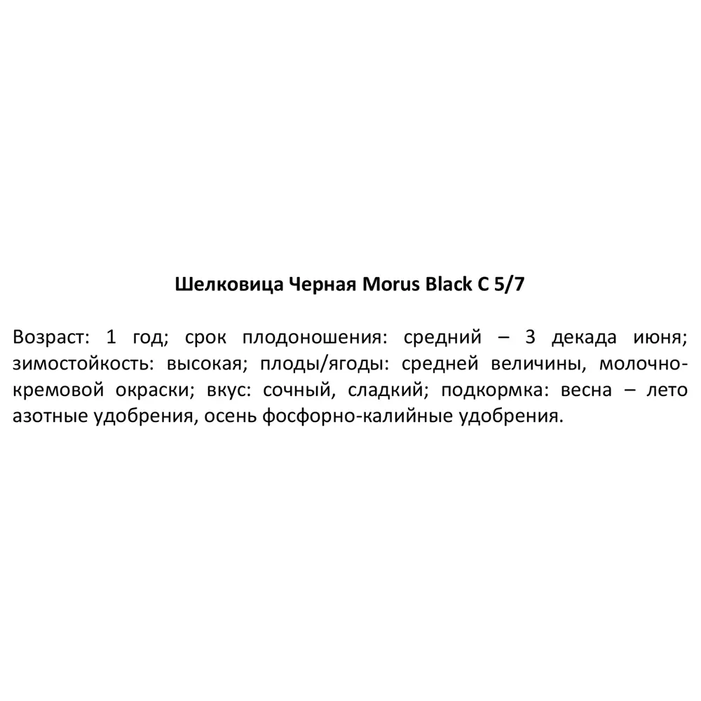 Шелковица черная ø17 h100 см 84406551 STLM-2001284 PLANTMARKET  - Вид №3