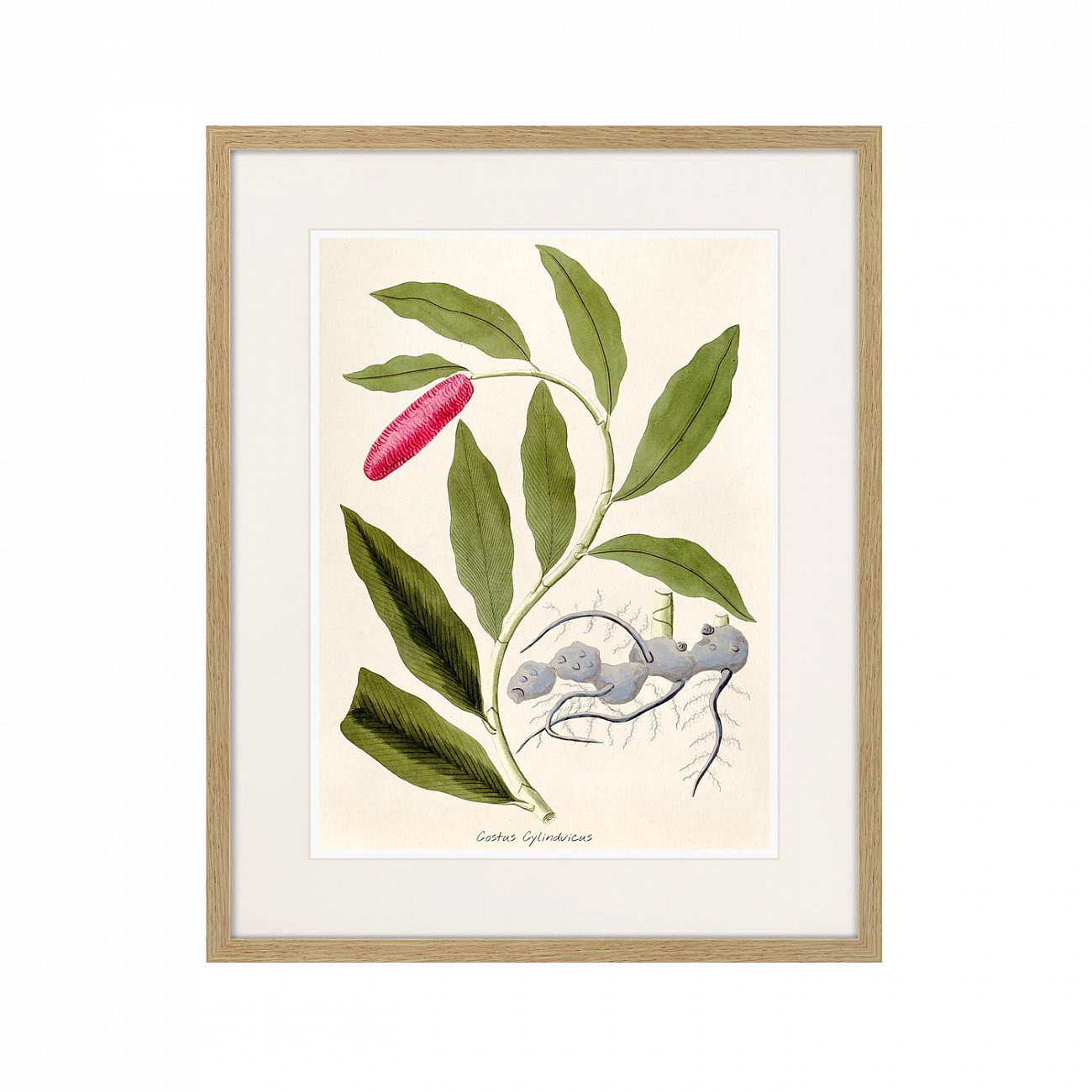 Литография на тонированной бумаге 52х42 см Fragmenta botanica №11, 1809г. КАРТИНЫ В КВАРТИРУ  264318 Белый;коричневый;разноцветный  - Вид №1