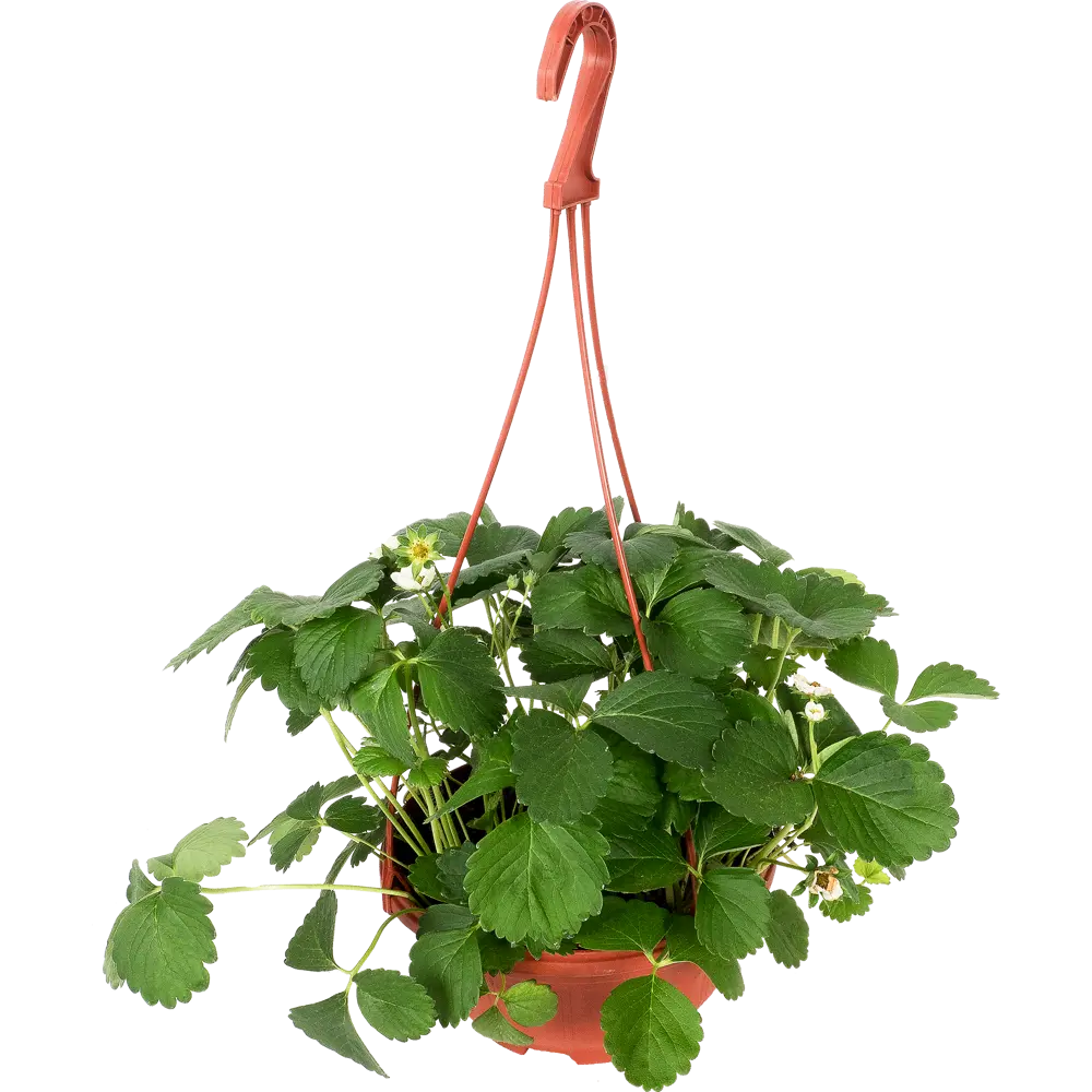 Ампельная земляника Santreyd для кашпо и вертикального озеленения 12710130 STLM-1504662