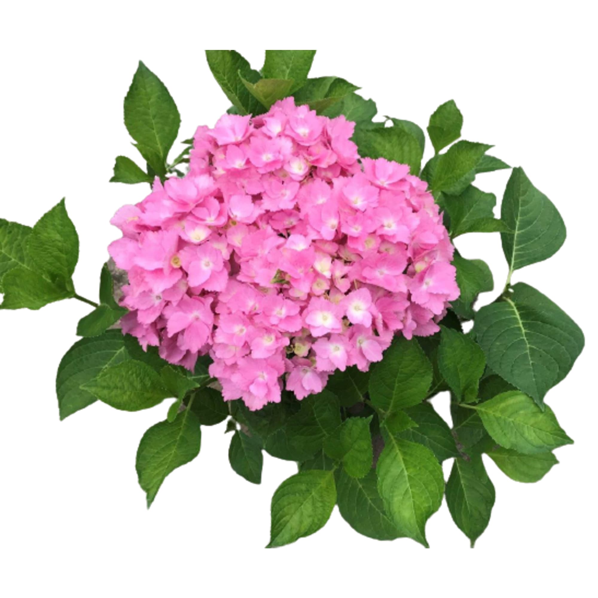 85166615 Гортензия крупнолистная Свит Седакшэн 9 h20 см Santreyd 