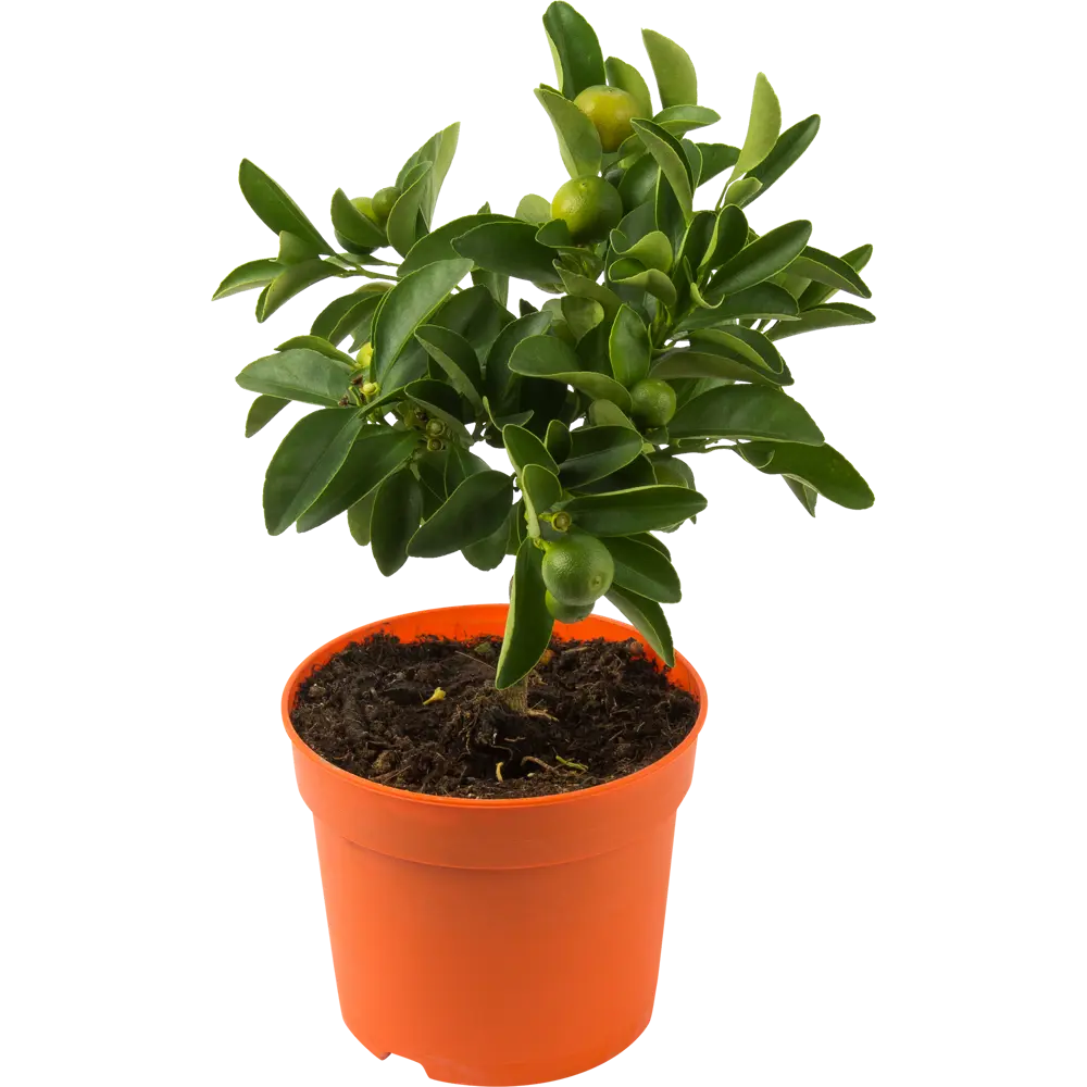 Santreyd Цитрус микс - декоративное цитрусовое растение для интерьера 82578901 STLM-0030469