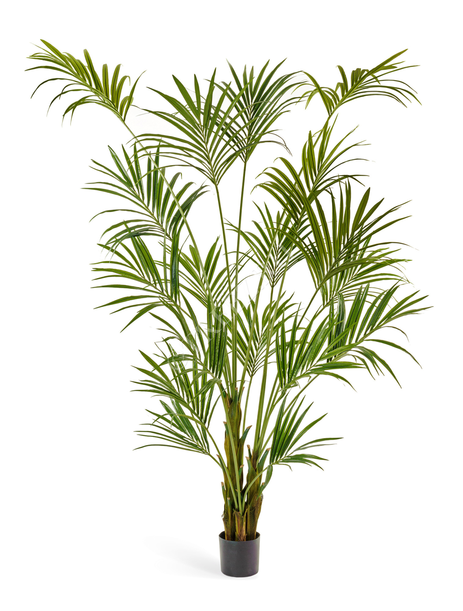 10.1345N Пальма Кентия (Ховея) Цветочная коллекция 