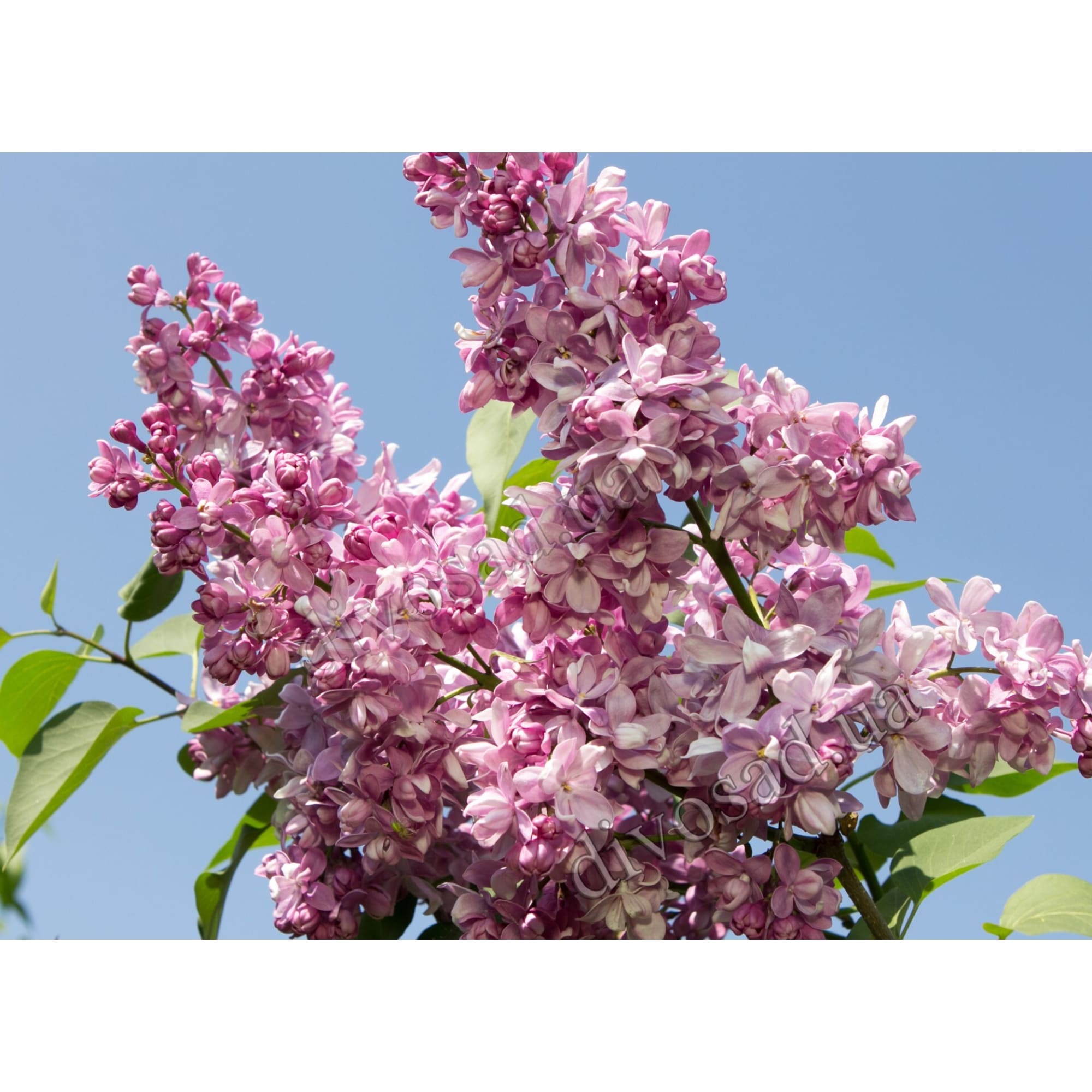 82594915 Сирень «Богдан Хмельницкий» 15x30 см Santreyd 