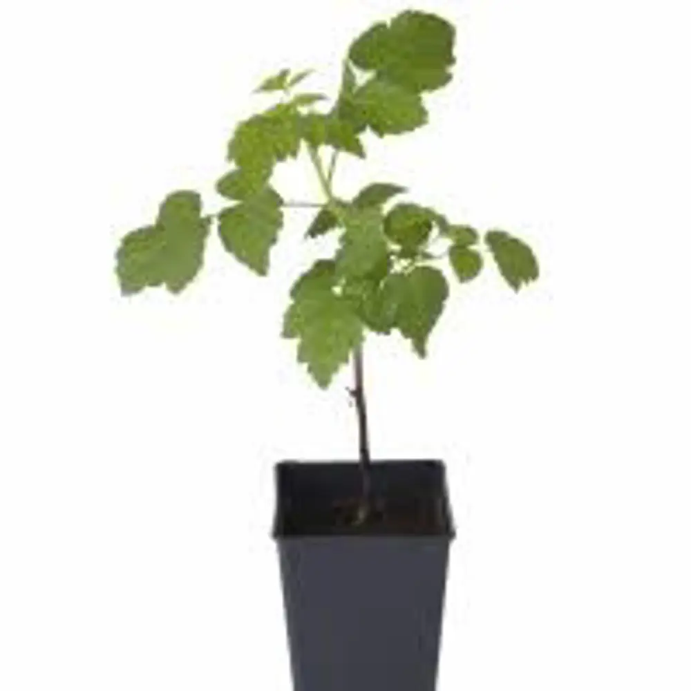 Малина обыкновенная Красная королева пакет PLANTMARKET STLM-2019653 - Вид №1