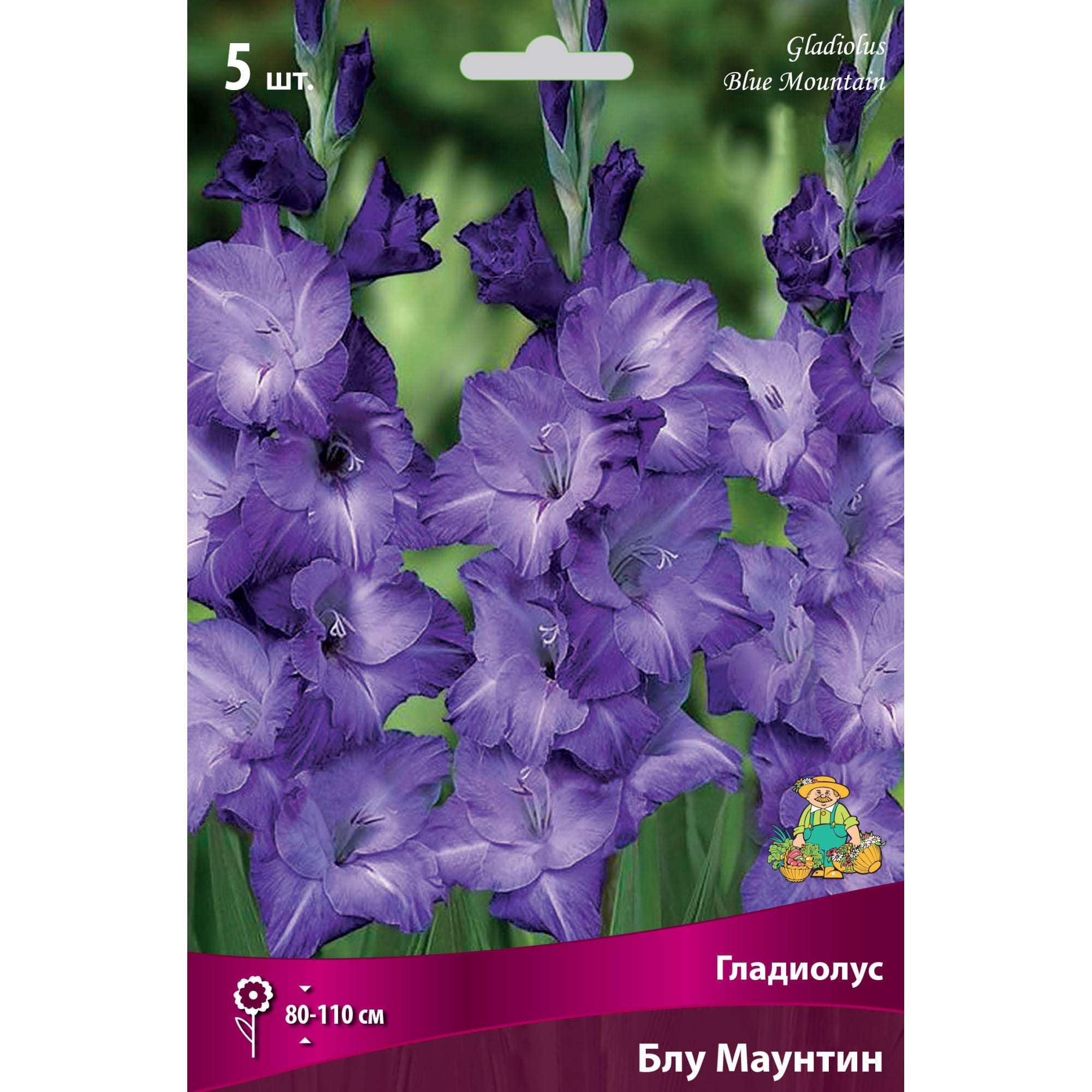 82530153 Гладиолус крупноцветковый «Блу Маунтин» Santreyd 