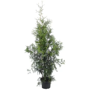Туя западная «Смарагд» С3, 60-70 см