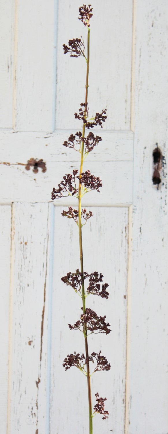 1953 666 a3 Спрей шелк ягодный, 120 см, коричневый H-andreas  - Вид №3