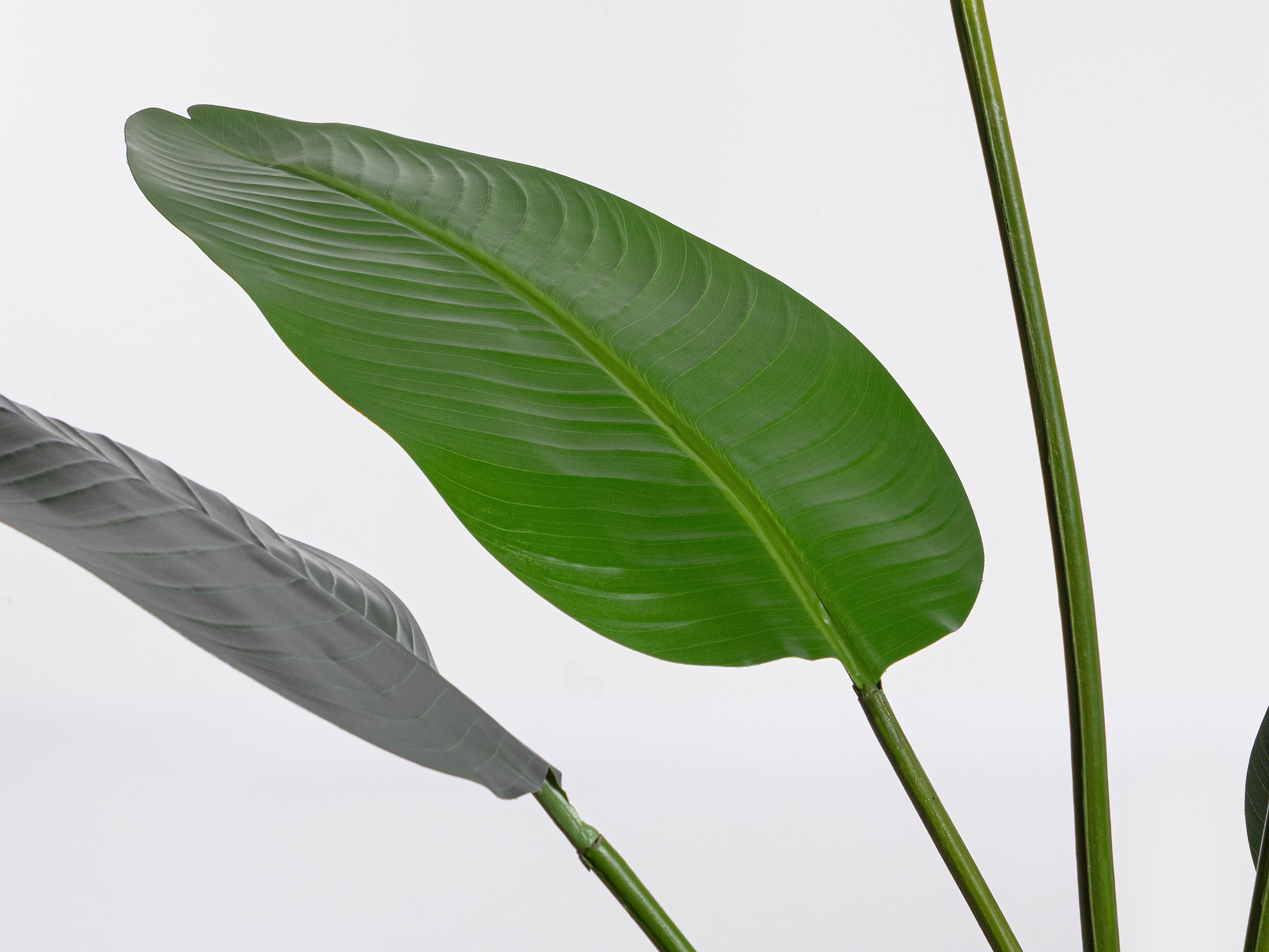 Искусственное растение BIZZOTTO STRELITZIA H185 ARCH-00120520 - Вид №2