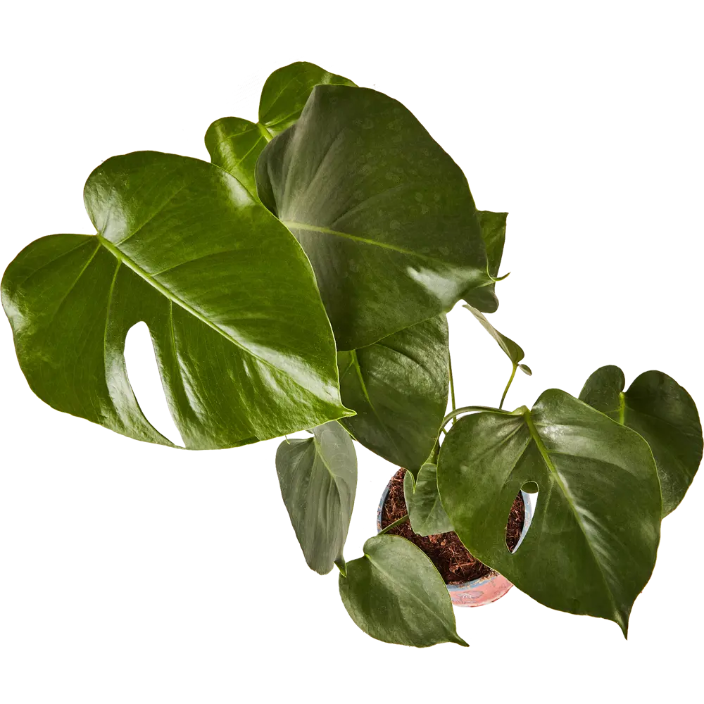 Santreyd Монстера Деликоса - тропическая элегантность в интерьере 87959836 STLM-1380502 - Вид №2