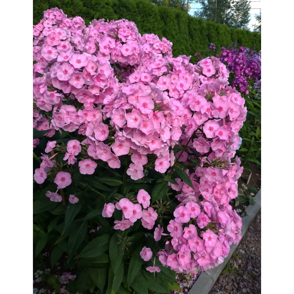 Флокс метельчатый Классик Кассис ø15 h20 см 89465386 STLM-2164617 PLANTMARKET 