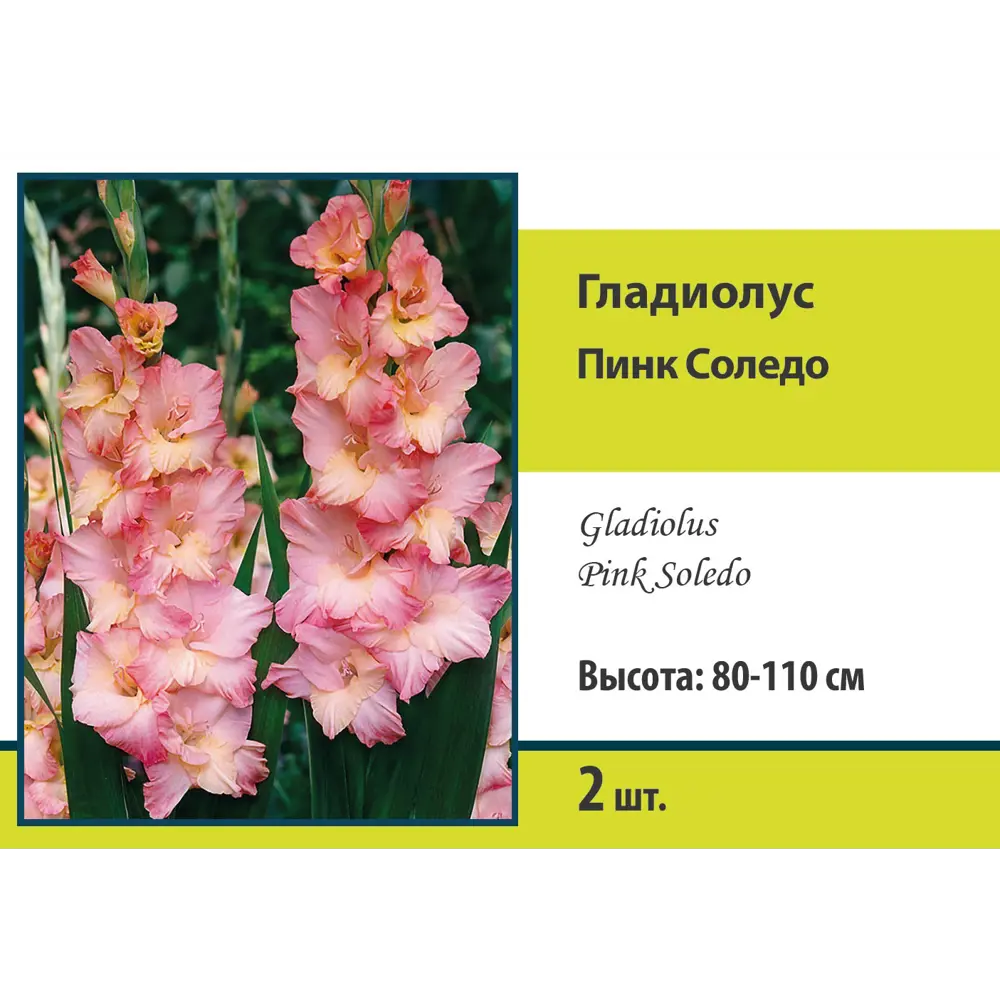 Гладиолус крупноцветковый Пинк Соледо 2 шт ПОИСК STLM-2059067