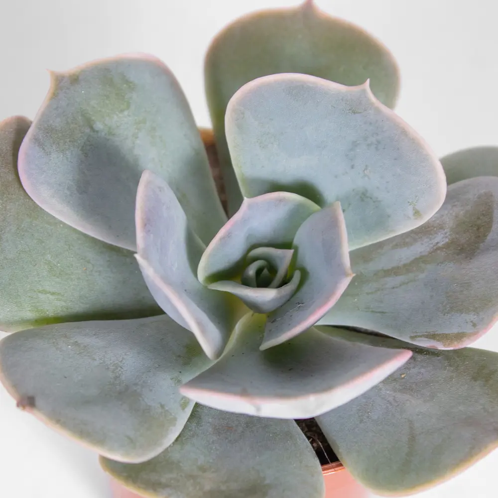 Santreyd Эхеверия микс - суккулент в виде каменной розы 85325021 STLM-0061571 - Вид №4