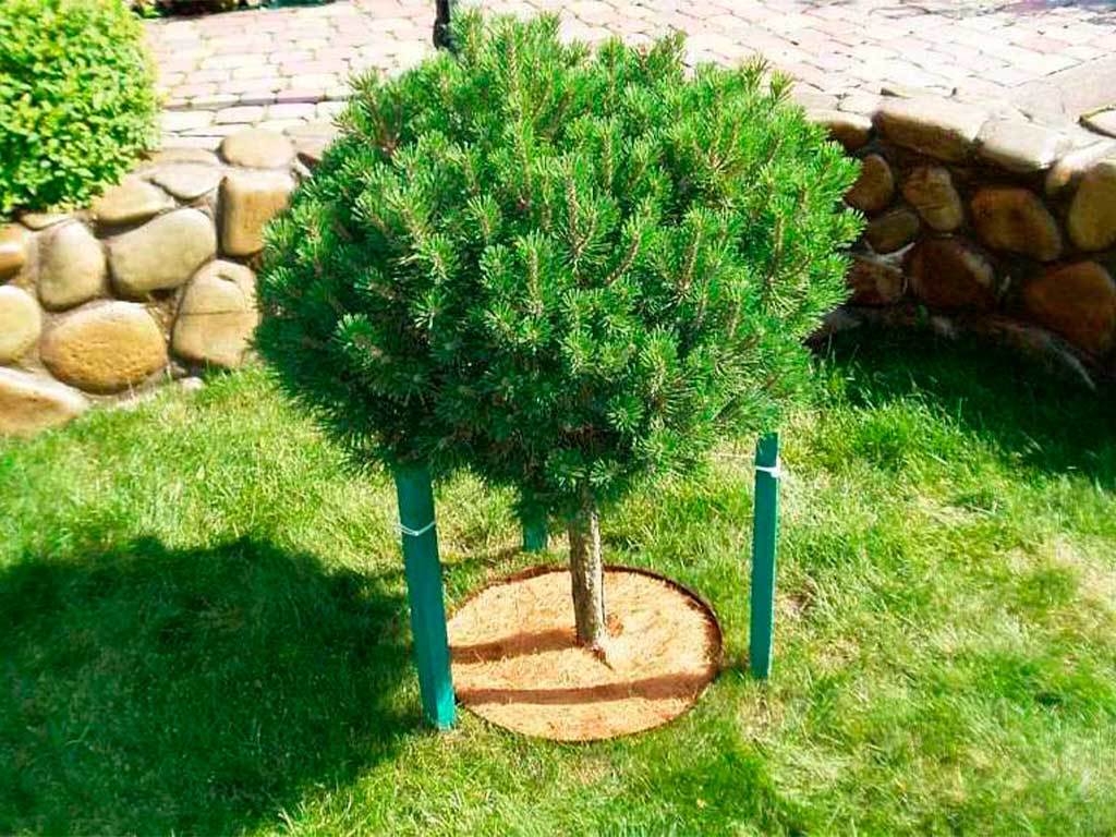 Круг приствольный Мульчаграм 30 см, комплект - 5шт ГеоПластБорд GPBST-234 - Вид №4