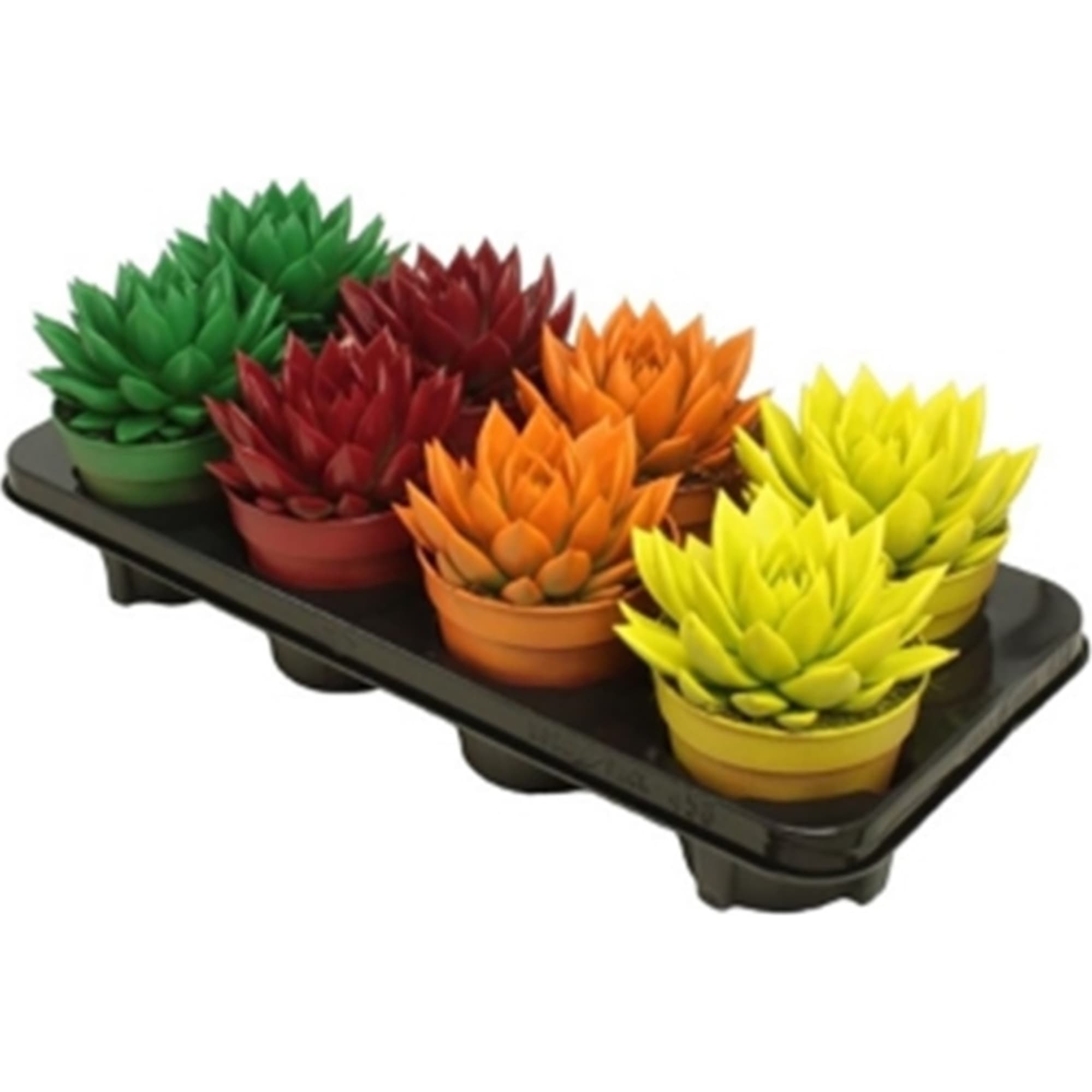 82929557 Эхеверия окрашенная микс 12x18 см Santreyd 