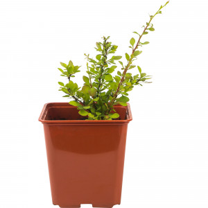 82560413 Барбарис микс C2