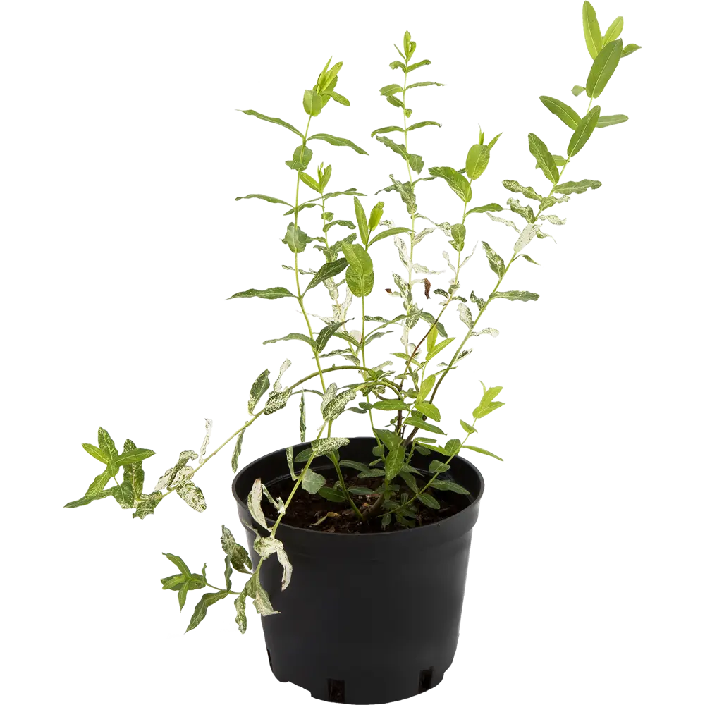 Ива цельнолистная «Хакуро» C1.5 PLANTMARKET STLM-2180802
