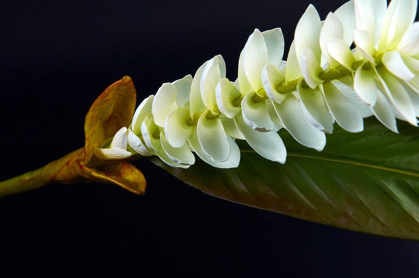 VGnewtrend Искусственное растение из полиэстера  1001674.95  - Вид №1