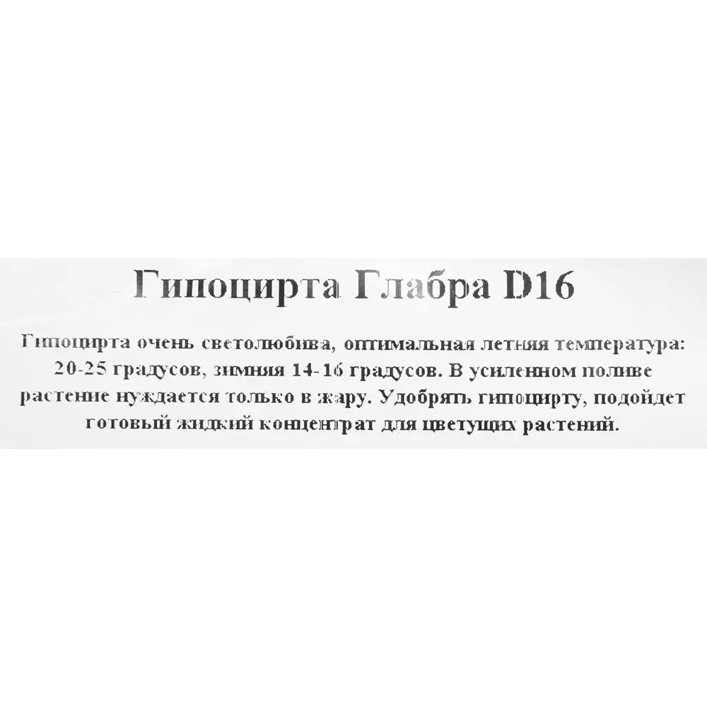 Гипоцирта Santreyd - цветущее украшение интерьера с декоративной листвой 82941544 STLM-0038227 - Вид №2
