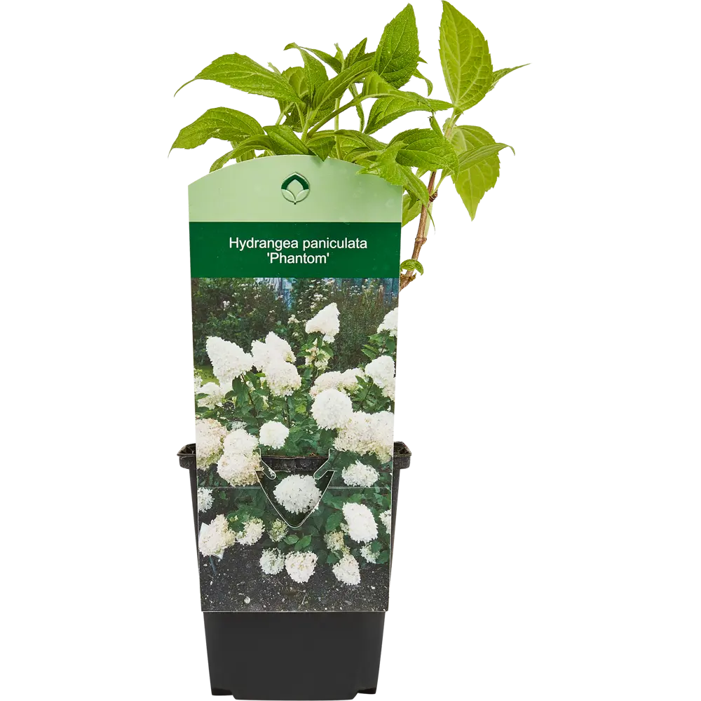 Santreyd Гортензия метельчатая микс - декоративный садовый кустарник 87718464 STLM-0075249