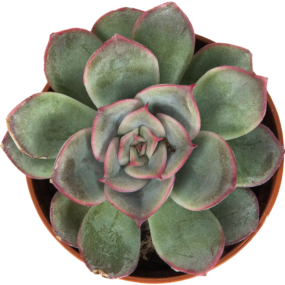 Эхеверия микс Santreyd — суккулент для стильного интерьера 82877378 STLM-1340911 - Вид №1