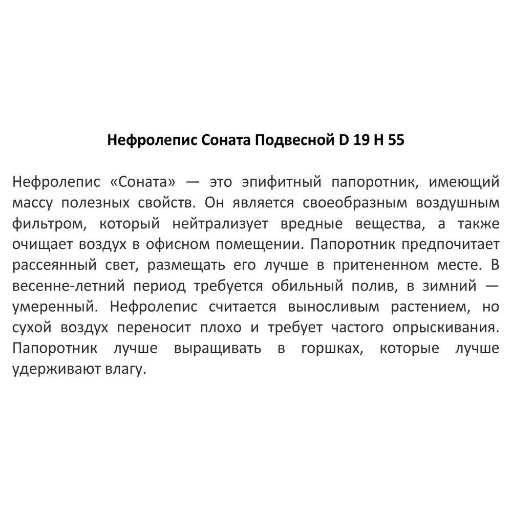Santreyd Нефролепис Соната — природный очиститель воздуха для интерьера 12500803 STLM-0956130 - Вид №2