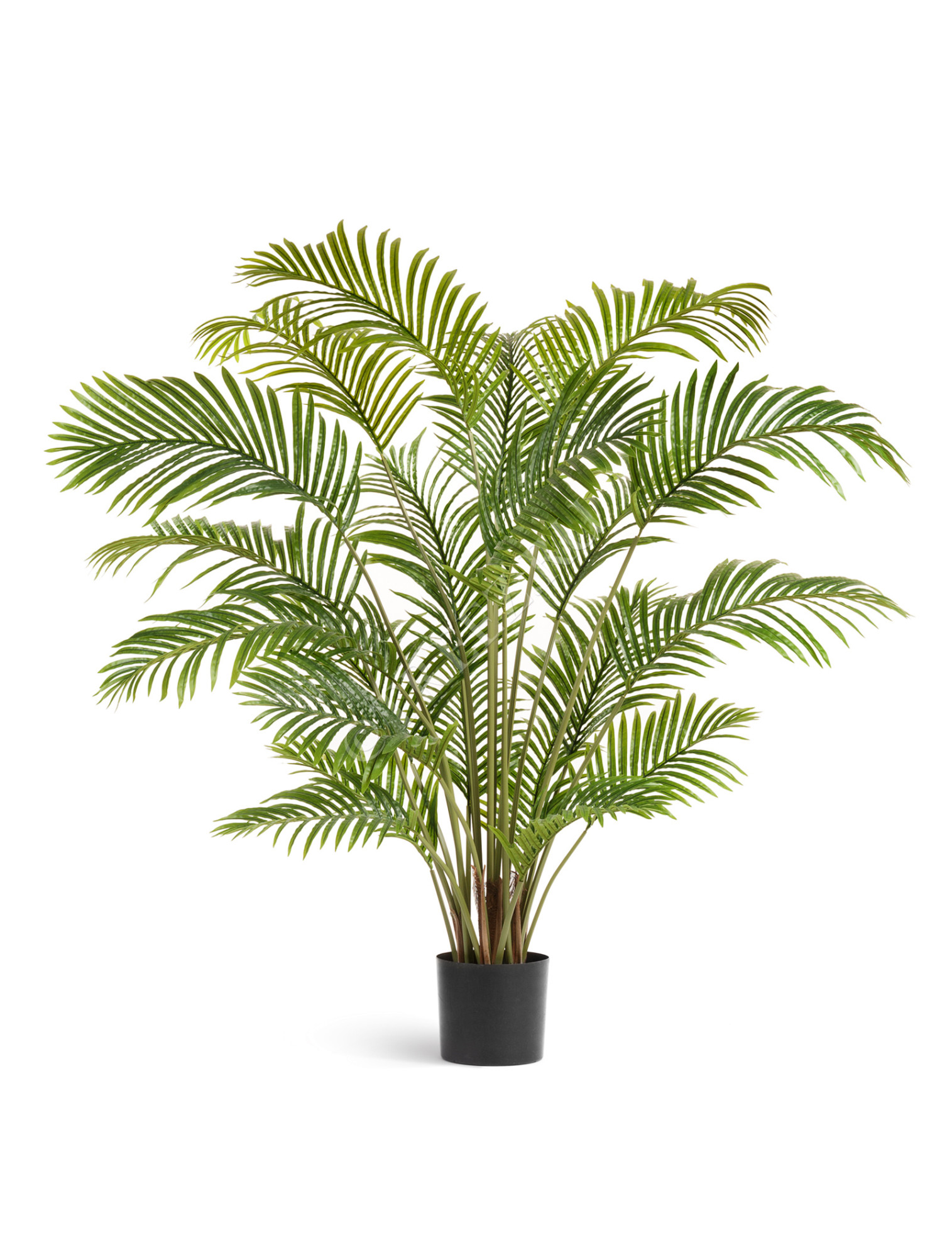 10.071925N Пальма Арека Хризалидокарпус Цветочная коллекция 