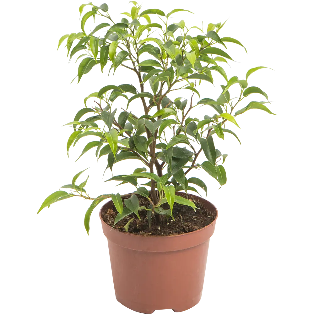 Фикус Бенджамина Golden King от Santreyd - изящное комнатное растение с пышной кроной 82560373 STLM-0029920