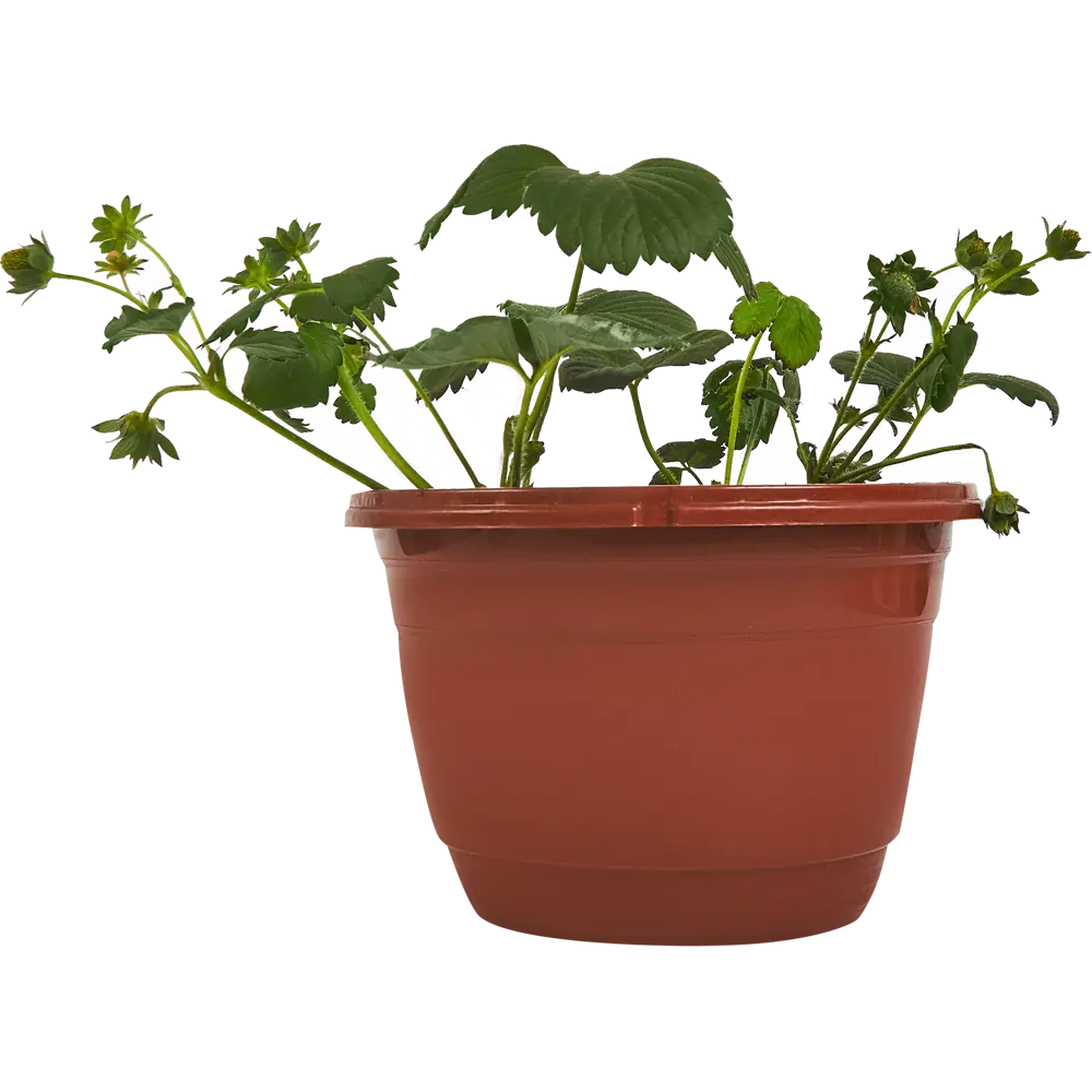 Santreyd Земляника микс ремонтантная - 6 растений в упаковке 84299081 STLM-0965876