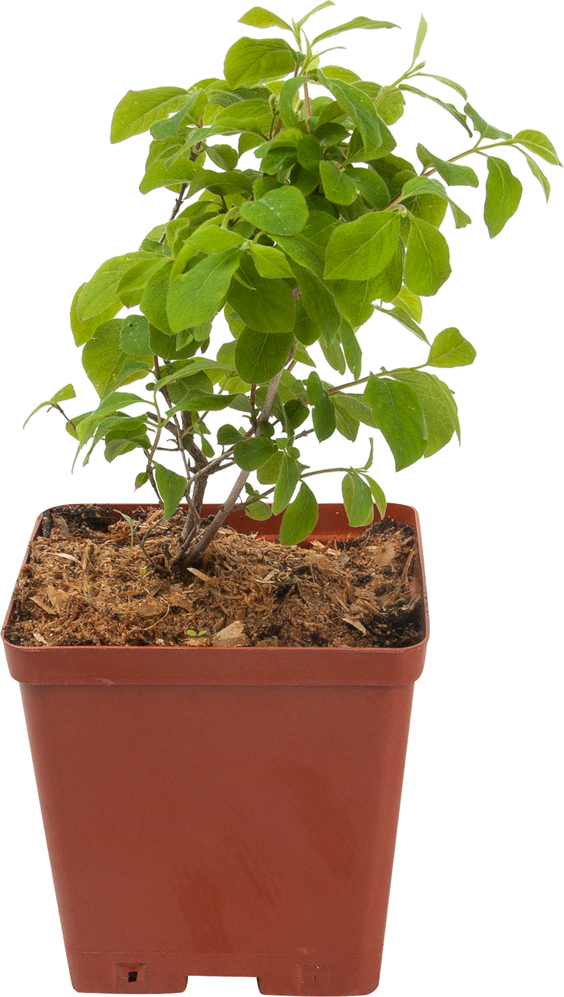 Жимолость декоративная Santreyd с ягодами-вишнями 82595159