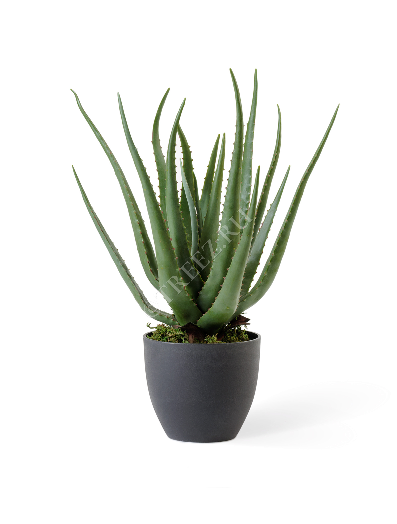 20.071612 Алоэ куст в горшке Цветочная коллекция  - Вид №1