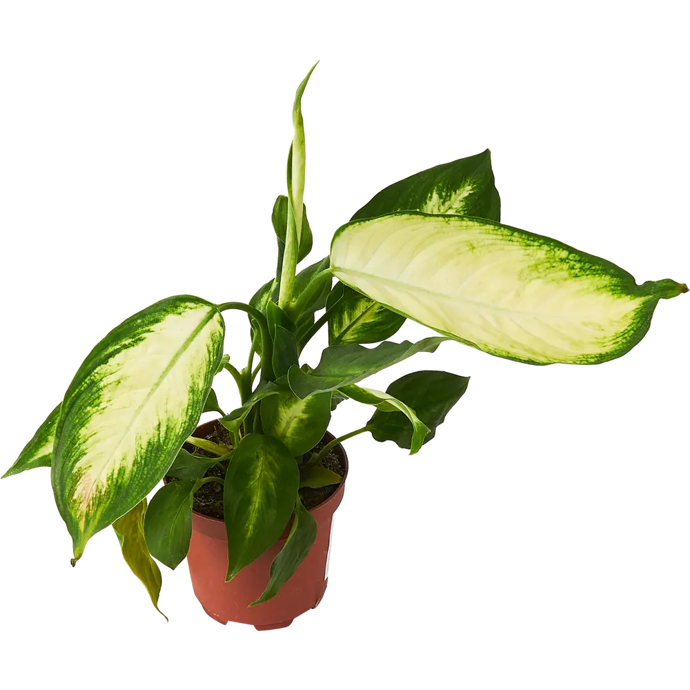 Диффенбахия Камилла от Santreyd — элегантное украшение интерьера 85324966 STLM-0061530 - Вид №1