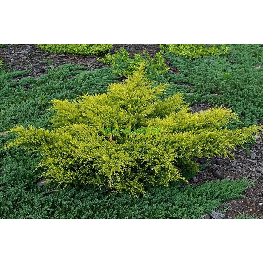 Можжевельник средний Олд Голд ø11 h15 - 20 см PLANTMARKET STLM-2056138