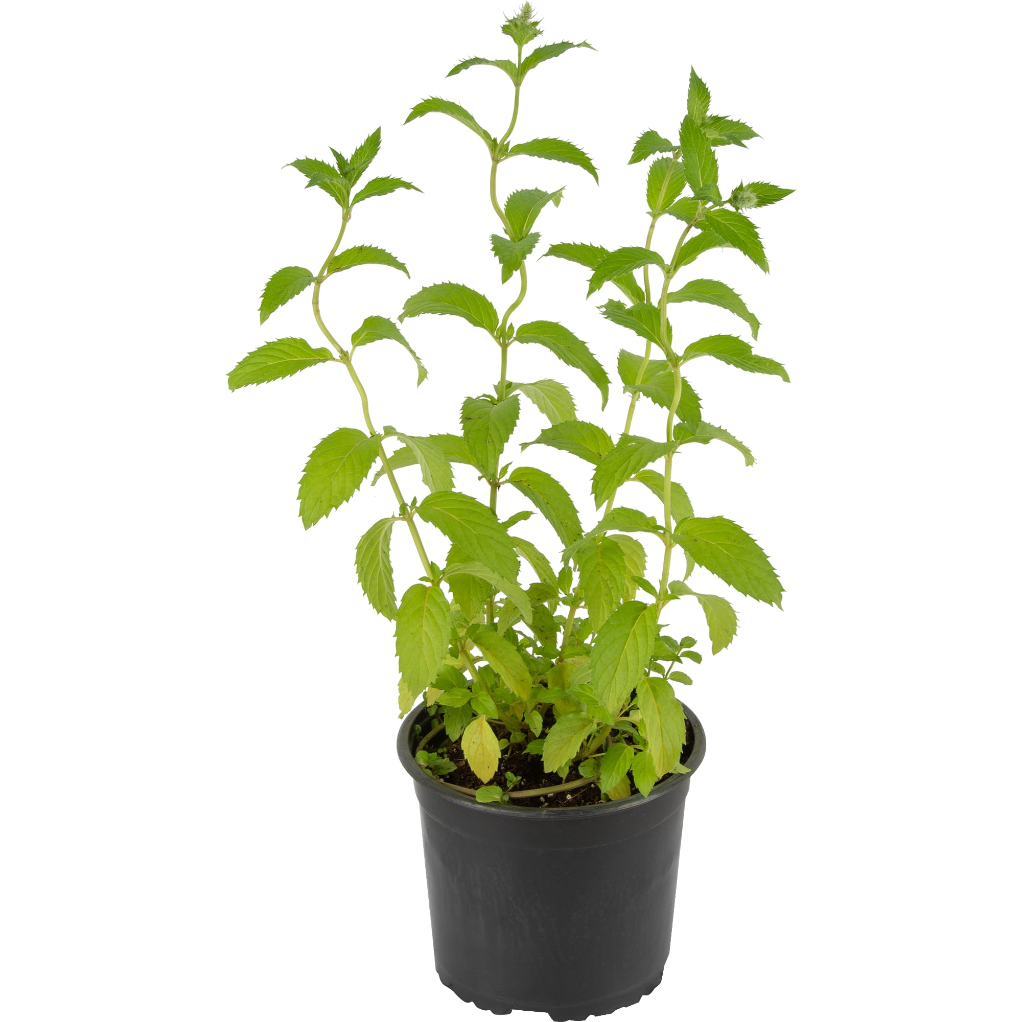 85326943 Мята Якима ø15 h20 см Santreyd  - Вид №1