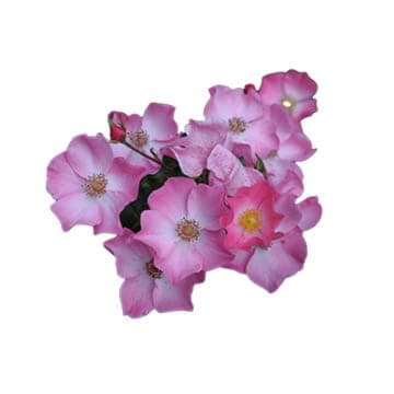 Роза Фортуна 80 см Santreyd 25706 - Вид №1