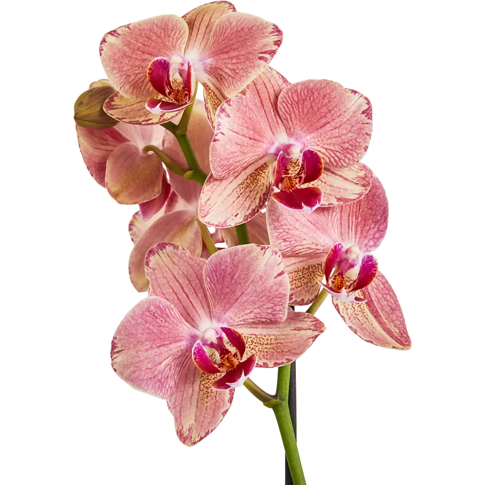 Santreyd Фаленопсис — изящная орхидея-бабочка для вашего интерьера 86749967 STLM-0071219 - Вид №3