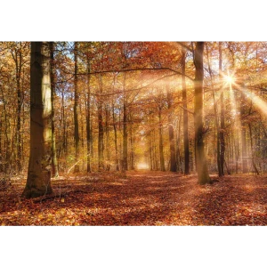 Фотообои «Золотой рассвет», бумажные, 368x254 см, 8-997