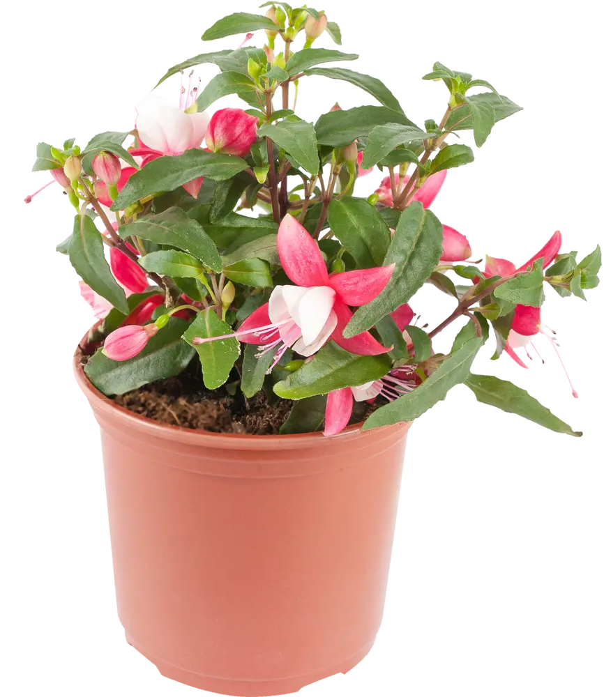 Фуксия Santreyd - цветущая балерина в вашем саду 15983337