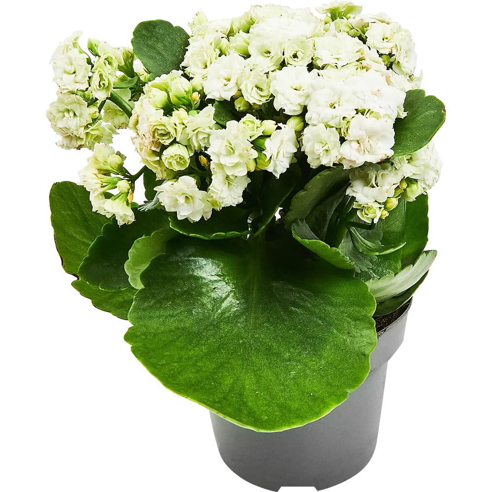 Каланхоэ Розалина микс Santreyd — цветущий суккулент для дома 89352856 STLM-0953940 - Вид №2