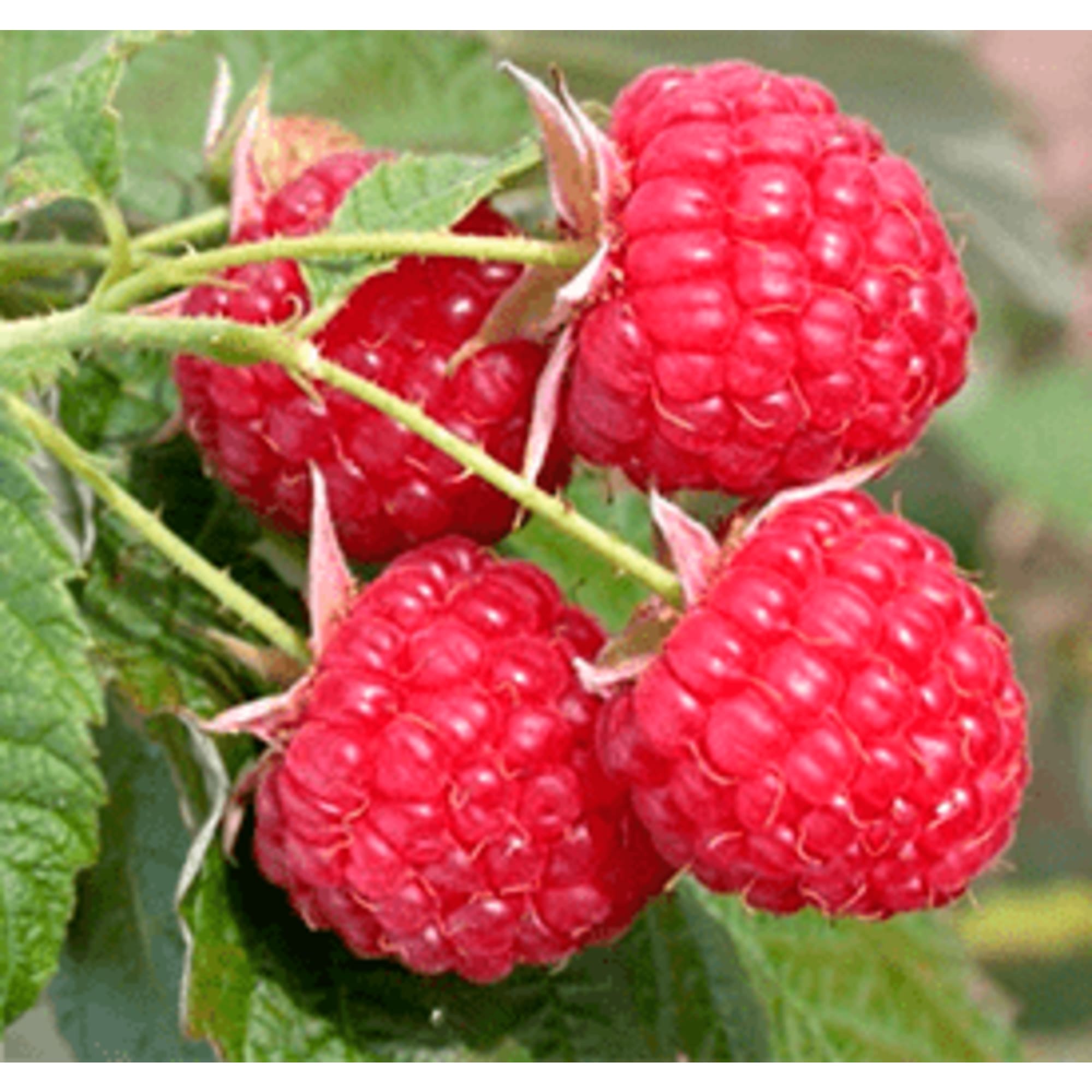 83539288 Малина Бабье лето 9x35 см Santreyd  - Вид №3