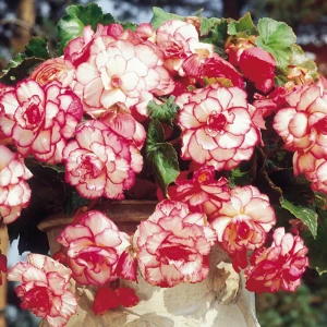 Бегония «marg. White/Red», 4х5 см