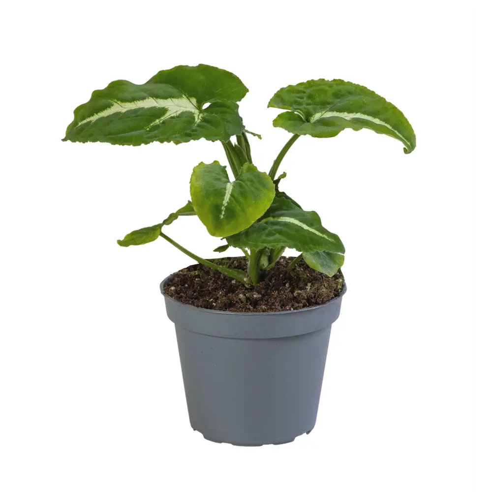 Сингониум Вендланди - комнатное растение с разноцветной листвой 89375016 Santreyd STLM-0950306